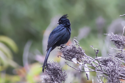 Phainopepla