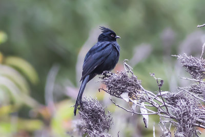 Phainopepla