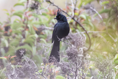 Phainopepla