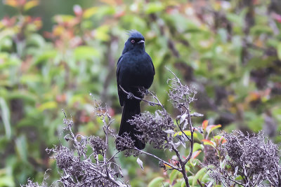 Phainopepla