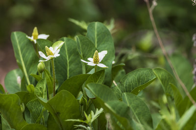 Yerba Mansa (Anemopsis californica)