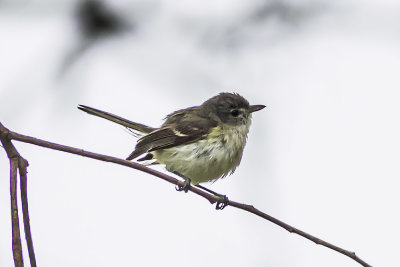 Bell's Vireo