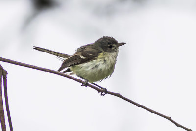 Bell's Vireo