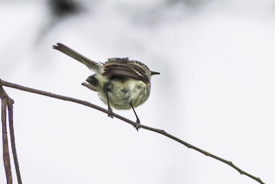 Bell's Vireo