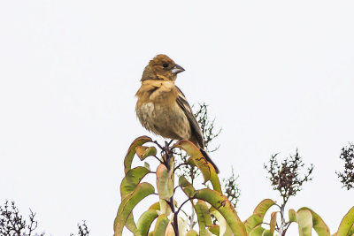 Blue Grosbeak (female)