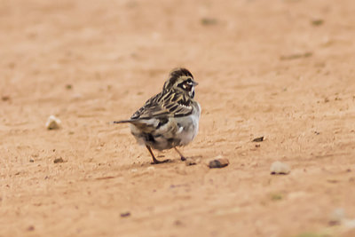 American Lark Sparrow