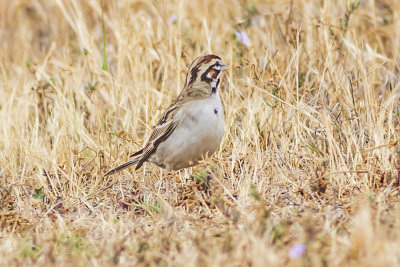 American Lark Sparrow