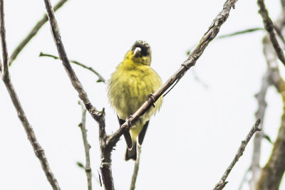 Lesser Goldfinch