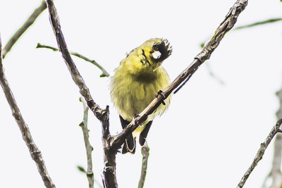 Lesser Goldfinch