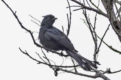 Phainopepla