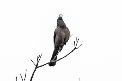 Phainopepla