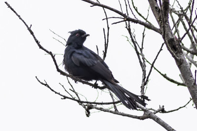 Phainopepla