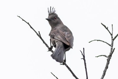 Phainopepla