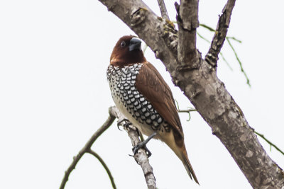 Scaly-breasted Munia