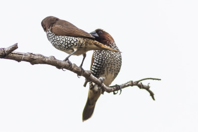 Scaly-breasted Munia