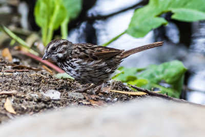 Song Sparrow