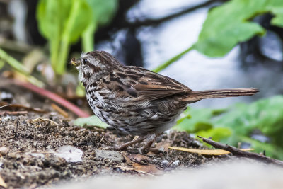 Song Sparrow