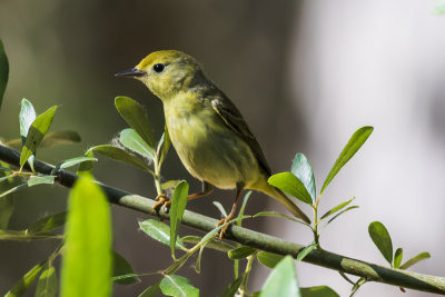 Yellow Warbler