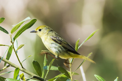 Yellow Warbler