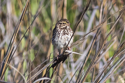 Savannah Sparrow