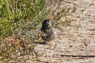 Savannah Sparrow