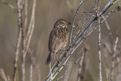 Savannah Sparrow