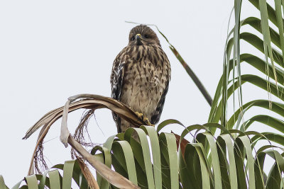 Red-shouldered Hawk