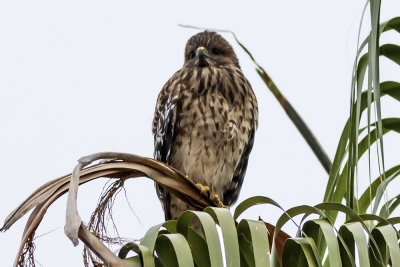 Red-shouldered Hawk