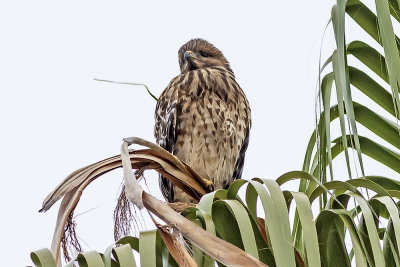 Red-shouldered Hawk