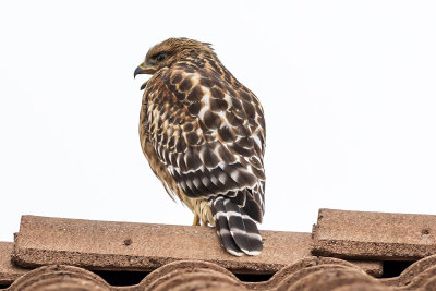 Red-shouldered Hawk