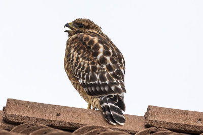 Red-shouldered Hawk