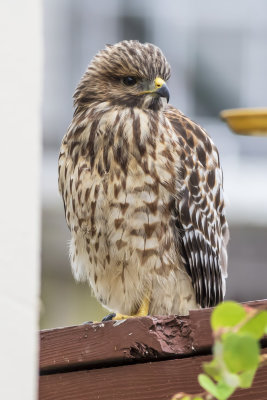 Red-shouldered Hawk