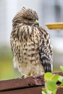 Red-shouldered Hawk