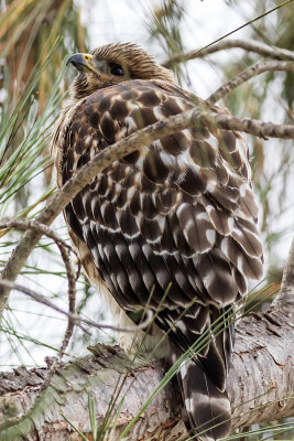 Red-shouldered Hawk