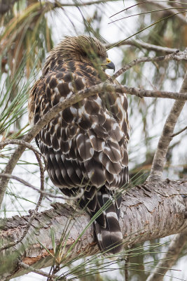 Red-shouldered Hawk