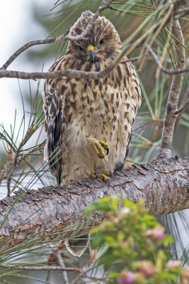 Red-shouldered Hawk