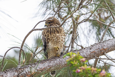 Red-shouldered Hawk