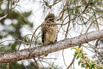 Red-shouldered Hawk