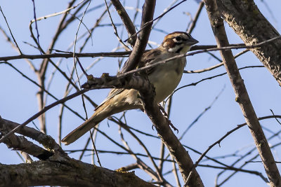 American Lark Sparrow