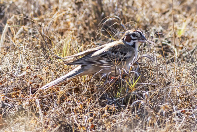 American Lark Sparrow