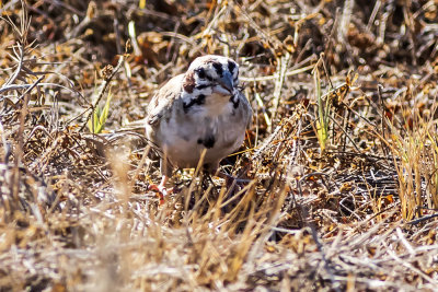 American Lark Sparrow