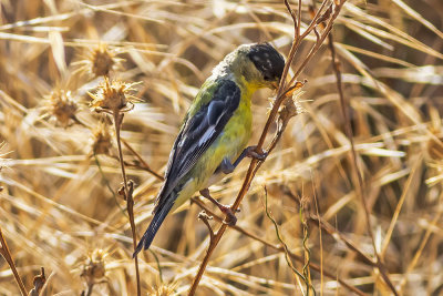 Lesser Goldfinch