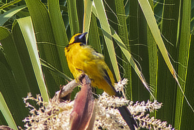 Hooded Oriole