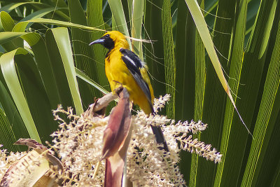 Hooded Oriole