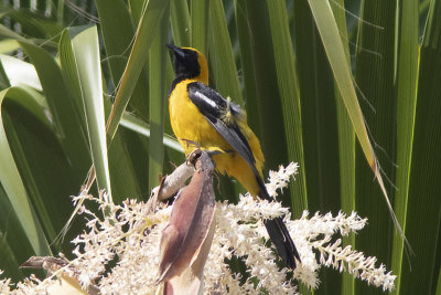 Hooded Oriole