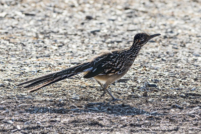 Greater Roadrunner