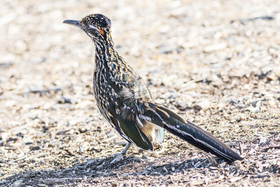 Greater Roadrunner