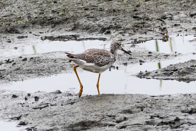 Greater Yellowlegs