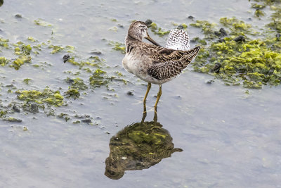 Short-billed Dowitcher