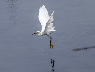 Snowy Egret